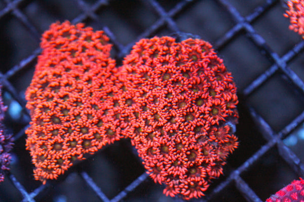 wholesale_coral - saltwater_fish saltwater_coral - rare corals - coralsdepot - Corals_Depot - live_corals - eye - catching - coral quality_marine_fish - quality - marine discoun