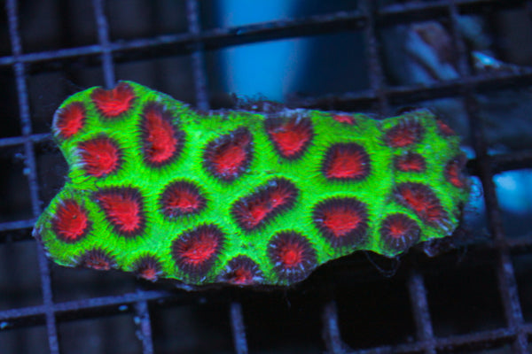 wholesale_coral - saltwater_fish saltwater_coral - rare corals - coralsdepot - Corals_Depot - live_corals - eye - catching - coral quality_marine_fish - quality - marine discoun