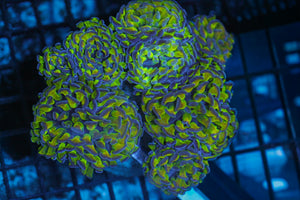 wholesale_coral - saltwater_fish saltwater_coral - rare corals - coralsdepot - Corals_Depot - live_corals - eye - catching - coral quality_marine_fish - quality - marine discoun