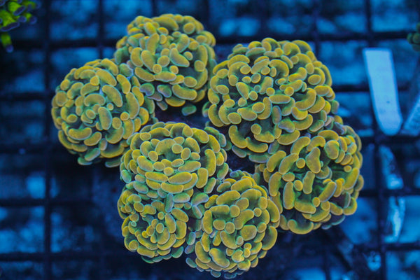 wholesale_coral - saltwater_fish saltwater_coral - rare corals - coralsdepot - Corals_Depot - live_corals - eye - catching - coral quality_marine_fish - quality - marine discoun