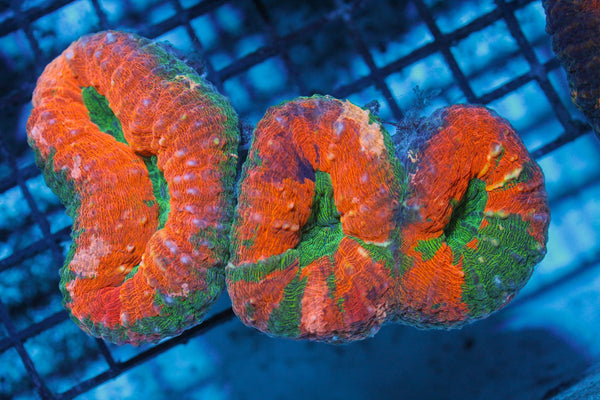 wholesale_coral - saltwater_fish saltwater_coral - rare corals - coralsdepot - Corals_Depot - live_corals - eye - catching - coral quality_marine_fish - quality - marine discoun
