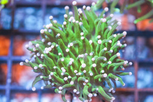 wholesale_coral - saltwater_fish saltwater_coral - rare corals - coralsdepot - Corals_Depot - live_corals - eye - catching - coral quality_marine_fish - quality - marine discoun