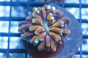 wholesale_coral - saltwater_fish saltwater_coral - rare corals - coralsdepot - Corals_Depot - live_corals - eye - catching - coral quality_marine_fish - quality - marine discoun
