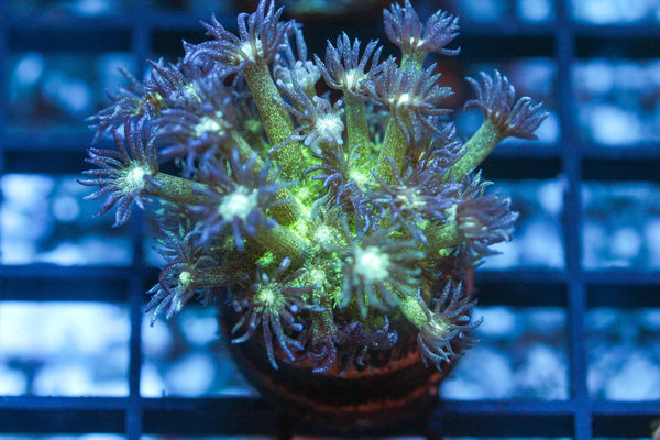 wholesale_coral - saltwater_fish saltwater_coral - rare corals - coralsdepot - Corals_Depot - live_corals - eye - catching - coral quality_marine_fish - quality - marine discoun