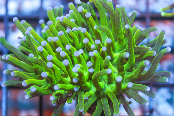 wholesale_coral - saltwater_fish saltwater_coral - rare corals - coralsdepot - Corals_Depot - live_corals - eye - catching - coral quality_marine_fish - quality - marine discoun