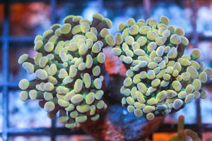 wholesale_coral - saltwater_fish saltwater_coral - rare corals - coralsdepot - Corals_Depot - live_corals - eye - catching - coral quality_marine_fish - quality - marine discoun