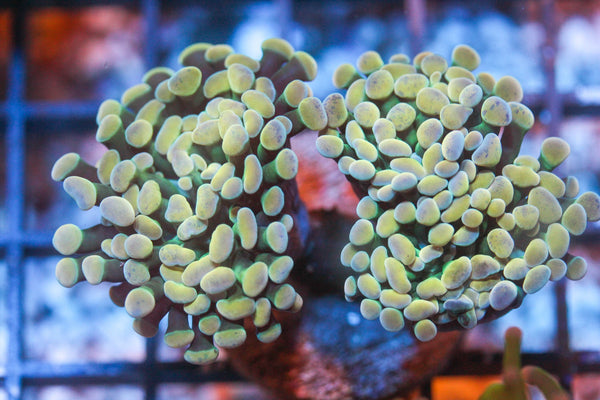 wholesale_coral - saltwater_fish saltwater_coral - rare corals - coralsdepot - Corals_Depot - live_corals - eye - catching - coral quality_marine_fish - quality - marine discoun