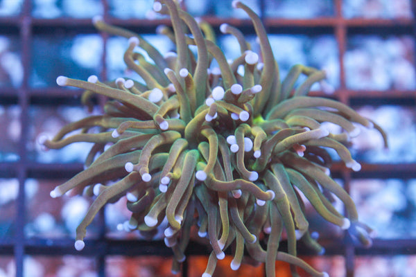 wholesale_coral - saltwater_fish saltwater_coral - rare corals - coralsdepot - Corals_Depot - live_corals - eye - catching - coral quality_marine_fish - quality - marine discoun