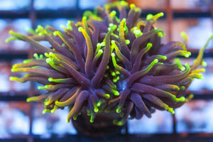 wholesale_coral - saltwater_fish saltwater_coral - rare corals - coralsdepot - Corals_Depot - live_corals - eye - catching - coral quality_marine_fish - quality - marine discoun