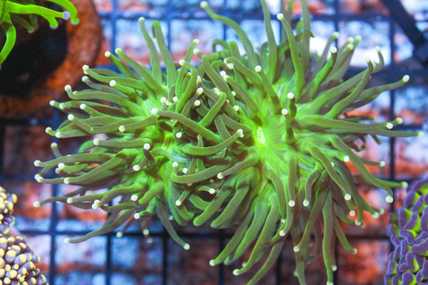 wholesale_coral - saltwater_fish saltwater_coral - rare corals - coralsdepot - Corals_Depot - live_corals - eye - catching - coral quality_marine_fish - quality - marine discoun