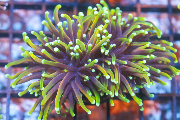 wholesale_coral - saltwater_fish saltwater_coral - rare corals - coralsdepot - Corals_Depot - live_corals - eye - catching - coral quality_marine_fish - quality - marine discoun