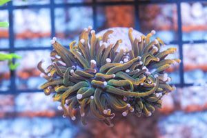 wholesale_coral - saltwater_fish saltwater_coral - rare corals - coralsdepot - Corals_Depot - live_corals - eye - catching - coral quality_marine_fish - quality - marine discoun