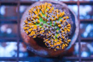 wholesale_coral - saltwater_fish saltwater_coral - rare corals - coralsdepot - Corals_Depot - live_corals - eye - catching - coral quality_marine_fish - quality - marine discoun