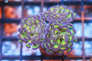 wholesale_coral - saltwater_fish saltwater_coral - rare corals - coralsdepot - Corals_Depot - live_corals - eye - catching - coral quality_marine_fish - quality - marine discoun