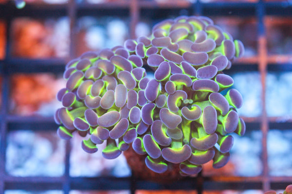 wholesale_coral - saltwater_fish saltwater_coral - rare corals - coralsdepot - Corals_Depot - live_corals - eye - catching - coral quality_marine_fish - quality - marine discoun