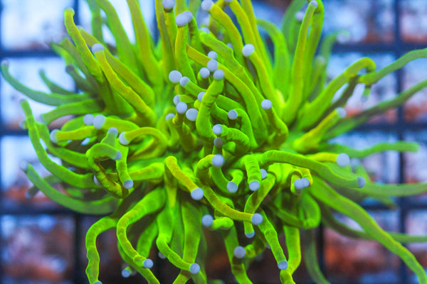 wholesale_coral - saltwater_fish saltwater_coral - rare corals - coralsdepot - Corals_Depot - live_corals - eye - catching - coral quality_marine_fish - quality - marine discoun