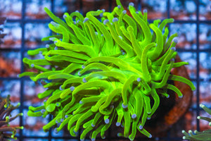 wholesale_coral - saltwater_fish saltwater_coral - rare corals - coralsdepot - Corals_Depot - live_corals - eye - catching - coral quality_marine_fish - quality - marine discoun