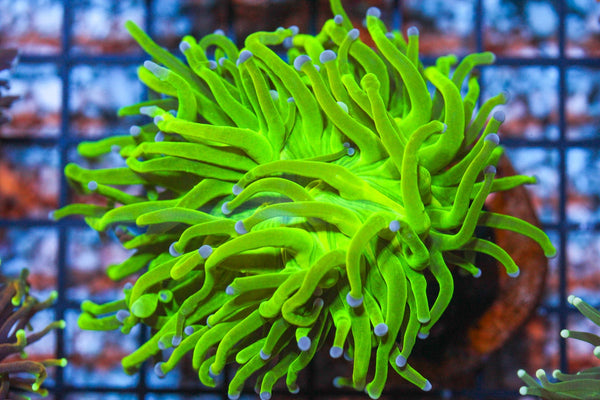 wholesale_coral - saltwater_fish saltwater_coral - rare corals - coralsdepot - Corals_Depot - live_corals - eye - catching - coral quality_marine_fish - quality - marine discoun