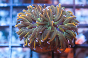 wholesale_coral - saltwater_fish saltwater_coral - rare corals - coralsdepot - Corals_Depot - live_corals - eye - catching - coral quality_marine_fish - quality - marine discoun