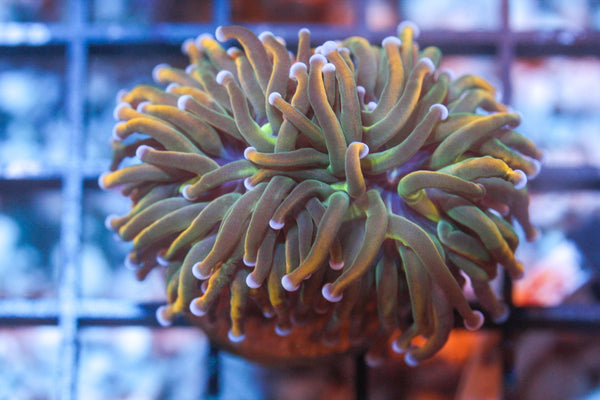 wholesale_coral - saltwater_fish saltwater_coral - rare corals - coralsdepot - Corals_Depot - live_corals - eye - catching - coral quality_marine_fish - quality - marine discoun