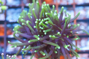 wholesale_coral - saltwater_fish saltwater_coral - rare corals - coralsdepot - Corals_Depot - live_corals - eye - catching - coral quality_marine_fish - quality - marine discoun