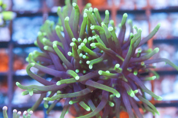 wholesale_coral - saltwater_fish saltwater_coral - rare corals - coralsdepot - Corals_Depot - live_corals - eye - catching - coral quality_marine_fish - quality - marine discoun