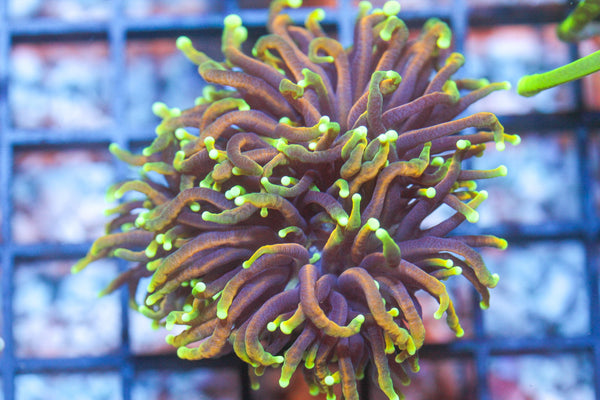 wholesale_coral - saltwater_fish saltwater_coral - rare corals - coralsdepot - Corals_Depot - live_corals - eye - catching - coral quality_marine_fish - quality - marine discoun