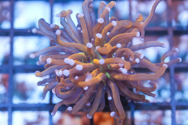 wholesale_coral - saltwater_fish saltwater_coral - rare corals - coralsdepot - Corals_Depot - live_corals - eye - catching - coral quality_marine_fish - quality - marine discoun