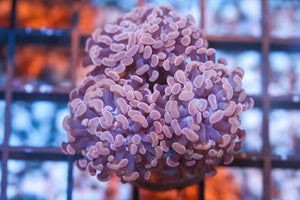 wholesale_coral - saltwater_fish saltwater_coral - rare corals - coralsdepot - Corals_Depot - live_corals - eye - catching - coral quality_marine_fish - quality - marine discoun