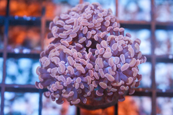 wholesale_coral - saltwater_fish saltwater_coral - rare corals - coralsdepot - Corals_Depot - live_corals - eye - catching - coral quality_marine_fish - quality - marine discoun