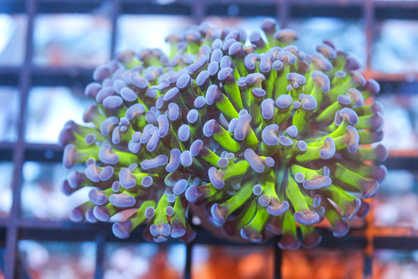 wholesale_coral - saltwater_fish saltwater_coral - rare corals - coralsdepot - Corals_Depot - live_corals - eye - catching - coral quality_marine_fish - quality - marine discoun