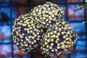 wholesale_coral - saltwater_fish saltwater_coral - rare corals - coralsdepot - Corals_Depot - live_corals - eye - catching - coral quality_marine_fish - quality - marine discoun