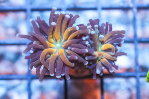 wholesale_coral - saltwater_fish saltwater_coral - rare corals - coralsdepot - Corals_Depot - live_corals - eye - catching - coral quality_marine_fish - quality - marine discoun