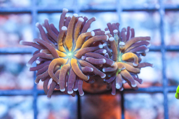 wholesale_coral - saltwater_fish saltwater_coral - rare corals - coralsdepot - Corals_Depot - live_corals - eye - catching - coral quality_marine_fish - quality - marine discoun