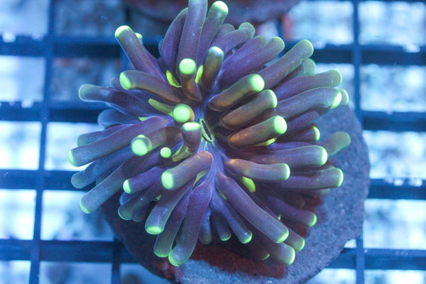 wholesale_coral - saltwater_fish saltwater_coral - rare corals - coralsdepot - Corals_Depot - live_corals - eye - catching - coral quality_marine_fish - quality - marine discoun