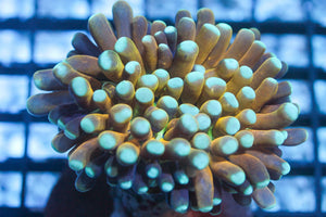 wholesale_coral - saltwater_fish saltwater_coral - rare corals - coralsdepot - Corals_Depot - live_corals - eye - catching - coral quality_marine_fish - quality - marine discoun