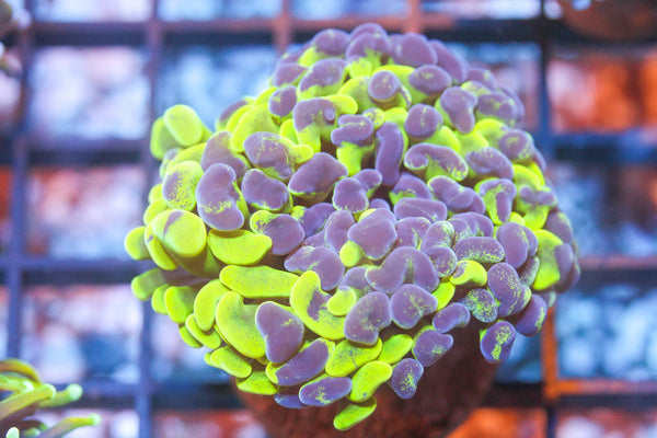 wholesale_coral - saltwater_fish saltwater_coral - rare corals - coralsdepot - Corals_Depot - live_corals - eye - catching - coral quality_marine_fish - quality - marine discoun