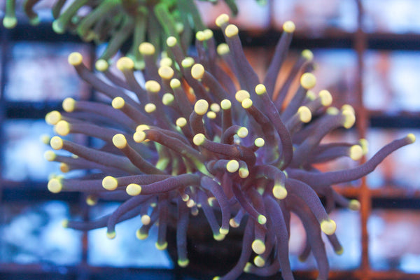 wholesale_coral - saltwater_fish saltwater_coral - rare corals - coralsdepot - Corals_Depot - live_corals - eye - catching - coral quality_marine_fish - quality - marine discoun