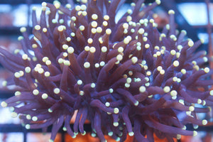 wholesale_coral - saltwater_fish saltwater_coral - rare corals - coralsdepot - Corals_Depot - live_corals - eye - catching - coral quality_marine_fish - quality - marine discoun