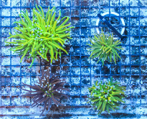 wholesale_coral - saltwater_fish saltwater_coral - rare corals - coralsdepot - Corals_Depot - live_corals - eye - catching - coral quality_marine_fish - quality - marine discoun