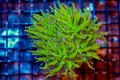 wholesale_coral - saltwater_fish saltwater_coral - rare corals - coralsdepot - Corals_Depot - live_corals - eye - catching - coral quality_marine_fish - quality - marine discoun