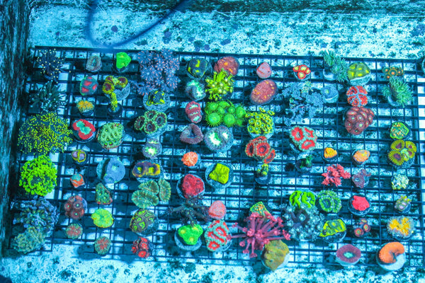 wholesale_coral - saltwater_fish saltwater_coral - rare corals - coralsdepot - Corals_Depot - live_corals - eye - catching - coral quality_marine_fish - quality - marine discoun