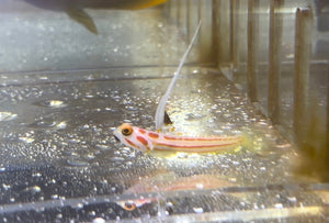 wholesale_coral - saltwater_fish saltwater_coral - rare corals - coralsdepot - Corals_Depot - live_corals - eye - catching - coral quality_marine_fish - quality - marine discoun