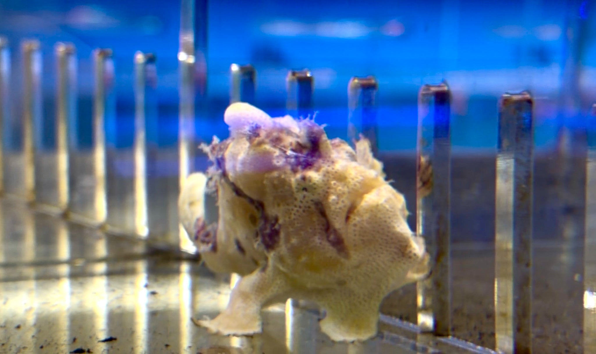 Yellow Anglerfish (Antennarius sp.) for Sale – Exotic Frogfish - Corals ...