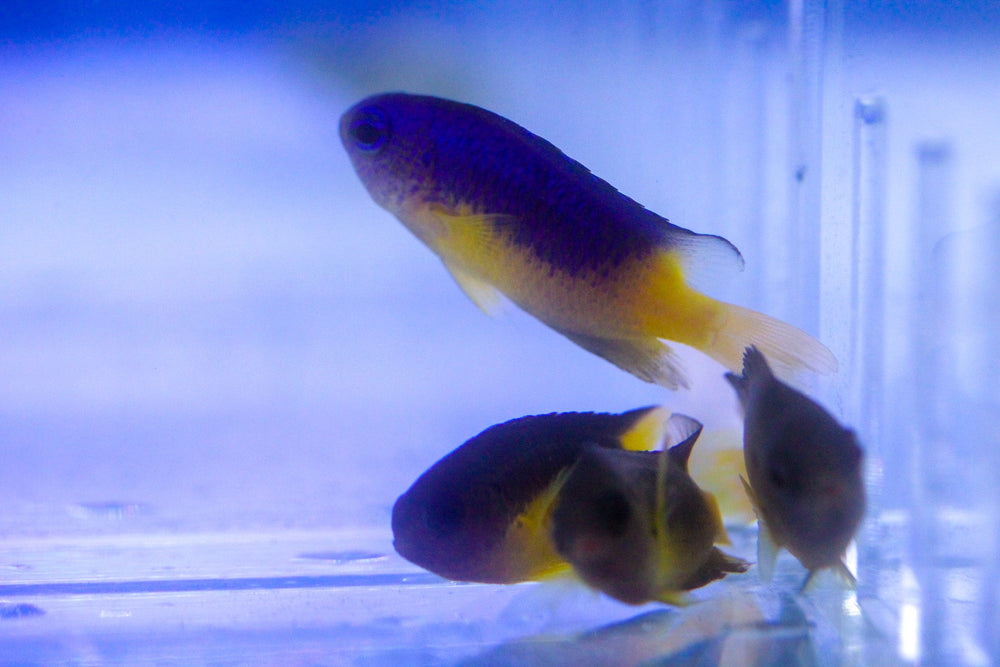 wholesale_coral - saltwater_fish saltwater_coral - rare corals - coralsdepot - Corals_Depot - live_corals - eye - catching - coral quality_marine_fish - quality - marine discoun