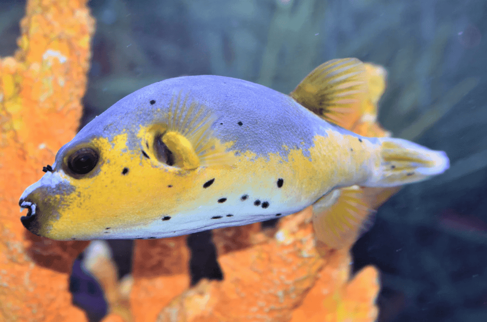 wholesale_coral - saltwater_fish saltwater_coral - rare corals - coralsdepot - Corals_Depot - live_corals - eye - catching - coral quality_marine_fish - quality - marine discoun