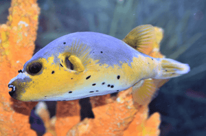 wholesale_coral - saltwater_fish saltwater_coral - rare corals - coralsdepot - Corals_Depot - live_corals - eye - catching - coral quality_marine_fish - quality - marine discoun