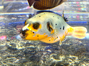 wholesale_coral - saltwater_fish saltwater_coral - rare corals - coralsdepot - Corals_Depot - live_corals - eye - catching - coral quality_marine_fish - quality - marine discoun