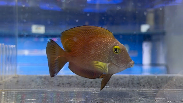 wholesale_coral - saltwater_fish saltwater_coral - rare corals - coralsdepot - Corals_Depot - live_corals - eye - catching - coral quality_marine_fish - quality - marine discoun