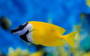 wholesale_coral - saltwater_fish saltwater_coral - rare corals - coralsdepot - Corals_Depot - live_corals - eye - catching - coral quality_marine_fish - quality - marine discoun